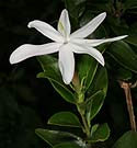 Jasminum multipartitum