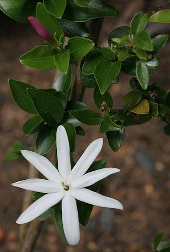 Jasminum multipartitum