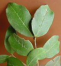 Chionanthus foveolatus