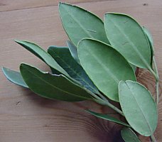 Olea capensis