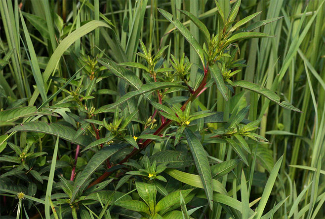 Ludwigia abyssinica 