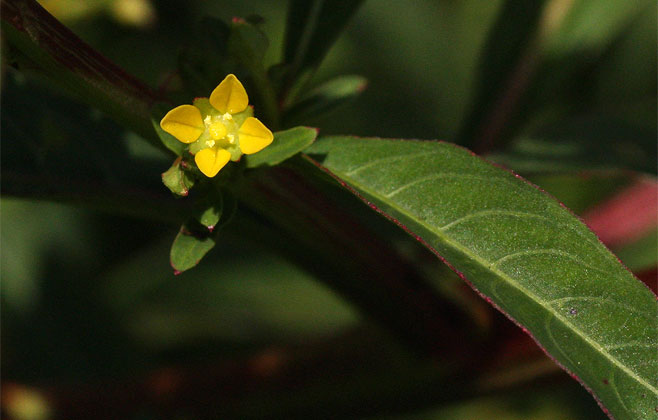 Ludwigia abyssinica 
