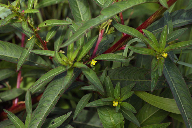 Ludwigia abyssinica 