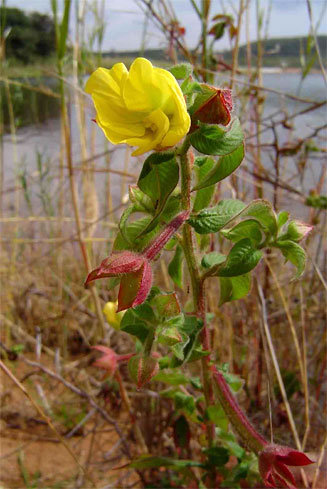 Ludwigia octovalvis 