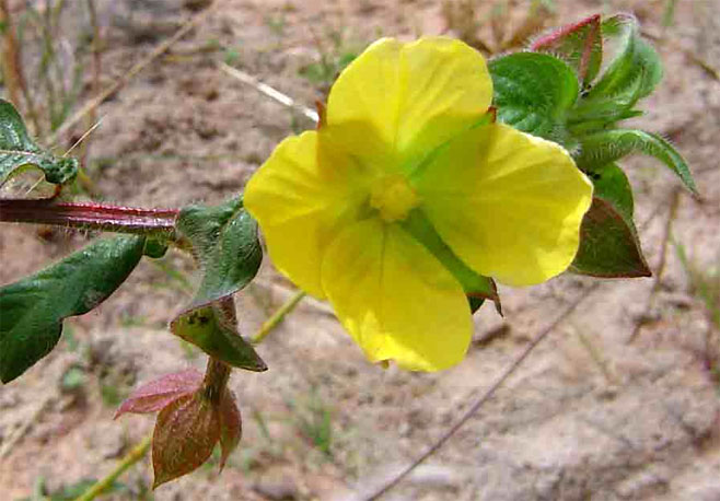 Ludwigia octovalvis 