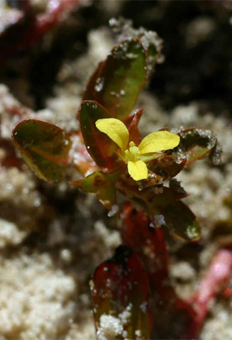 Ludwigia senegalensis