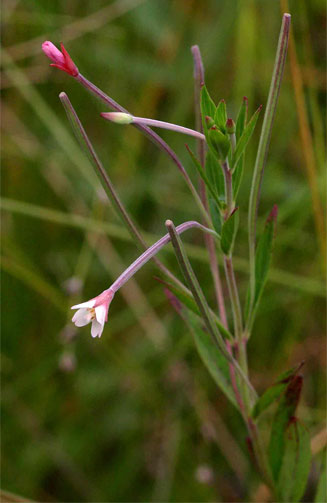 Epilobium salignum