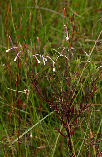 Epilobium salignum