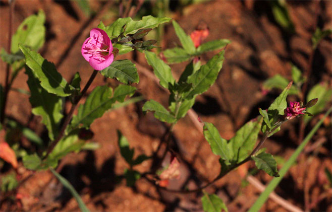Oenothera rosea