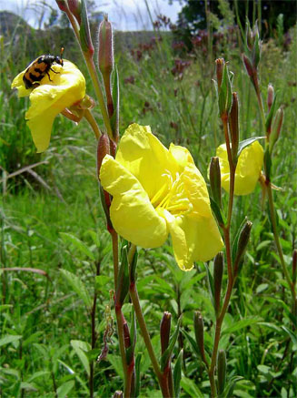 Oenothera stricta