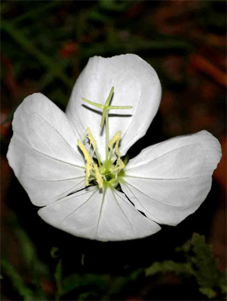 Oenothera stricta 