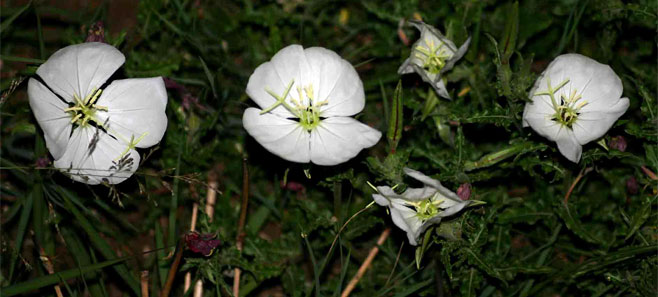 Oenothera stricta 