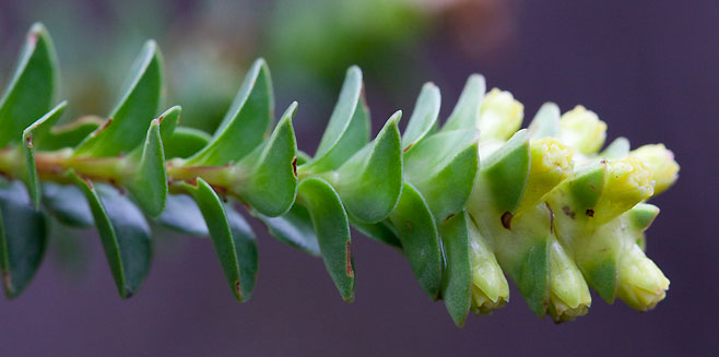 Penaea cneorum 
