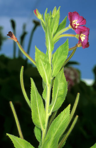 Epilobium hirsutum (Great willow-herb)
