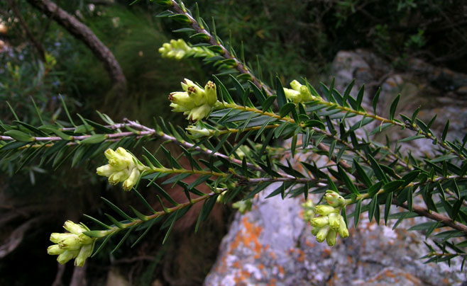 Penaea cneorum 