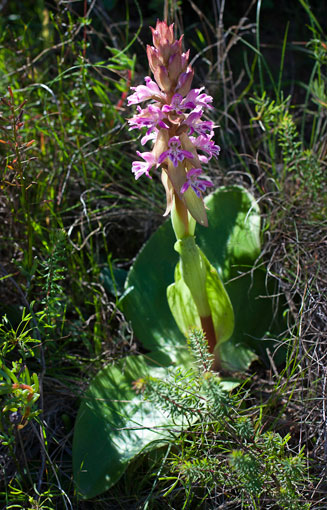 Satyrium erectum 
