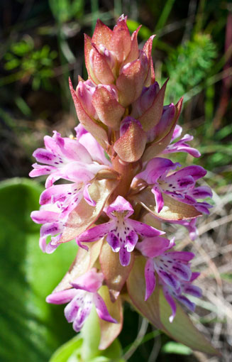 Satyrium erectum 