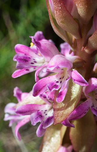 Satyrium erectum 