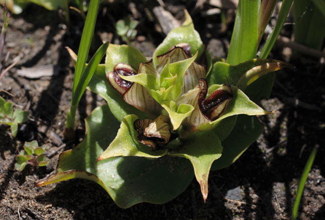 Satyrium pumilum