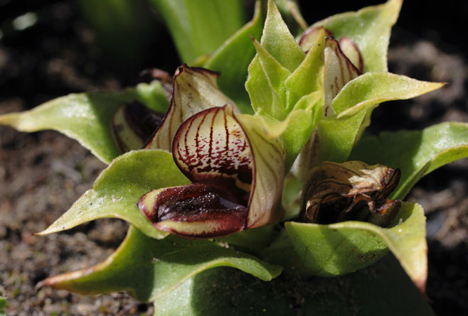 Satyrium pumilum