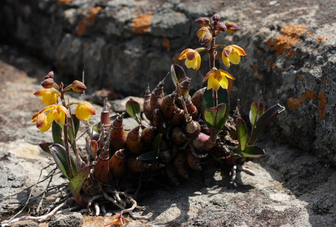 Polystachya pubescens