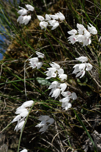 Dracomonticola virginea