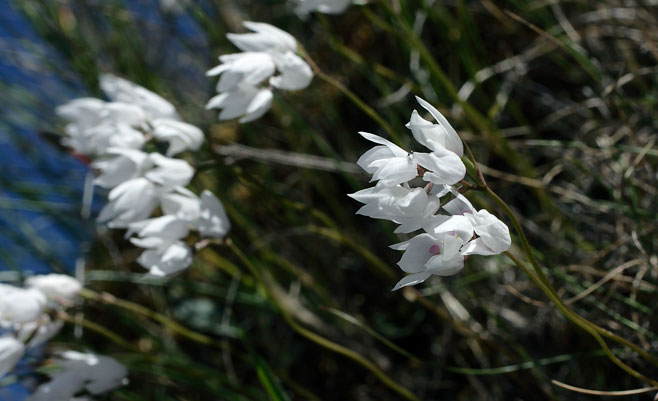 Dracomonticola virginea