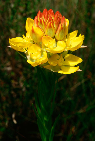 Ceratandra grandiflora