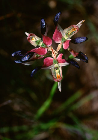 Disa atricapilla