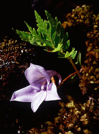 Disa longicornu