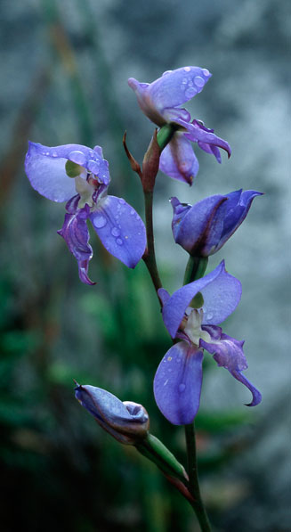 Disa graminifolia
