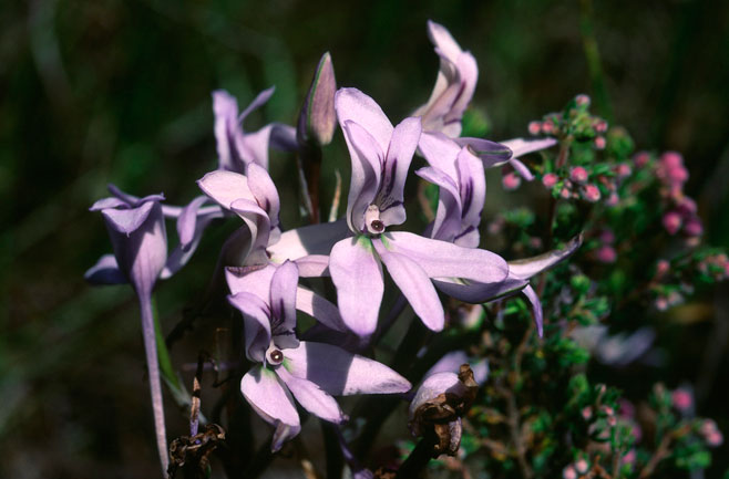 Disa harveiana