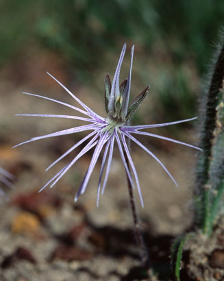 Bartholina burmanniana (Spider orchid)