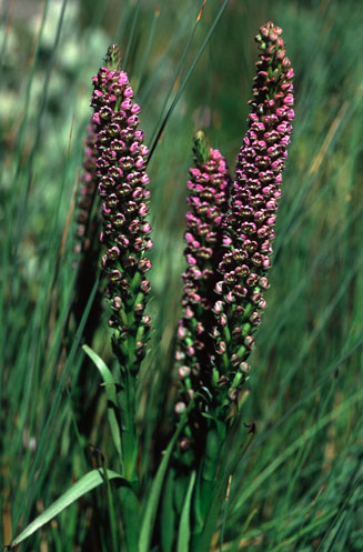 Corycium carnosum