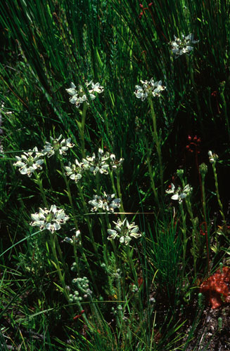 Disa bivalvata 