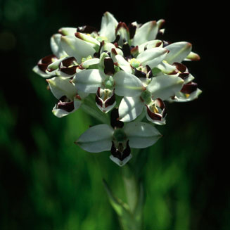 Disa bivalvata 