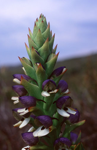 Disa cornuta