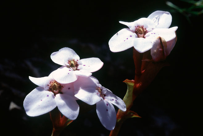 Disa fasciata