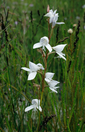 Disa barbata