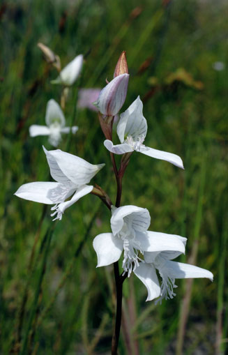 Disa barbata