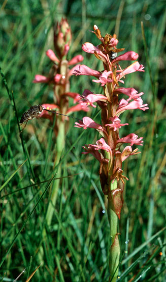 Satyrium macrophyllum