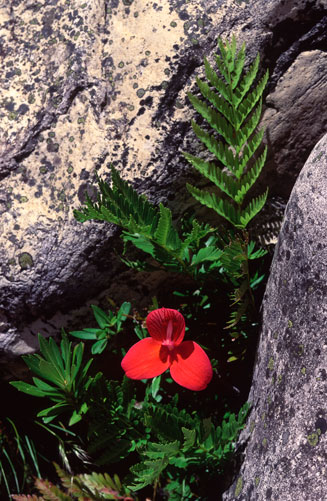 Disa uniflora