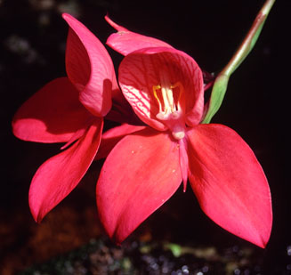 Disa uniflora