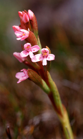 Disa vaginata