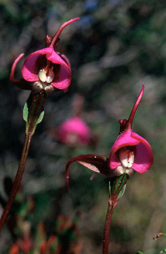 Disperis capensis