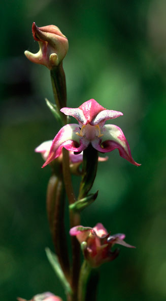 Disperis paludosa