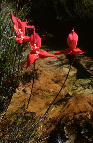Disa uniflora