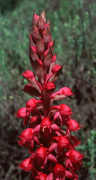 Satyrium princeps 