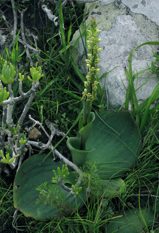 Satyrium bicorne 
