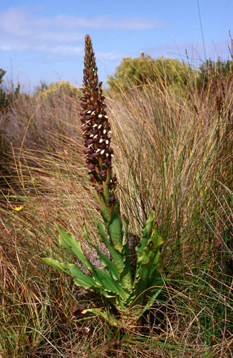 Disa cornuta